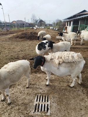 Vând 10 oi dorper gestante - imagine 4