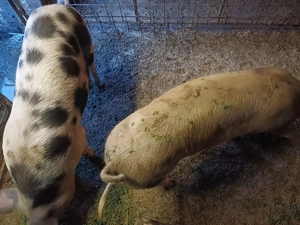 Vand porci 100 kg - imagine 2