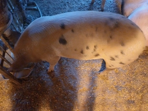 Vand porci 100 kg - imagine 4