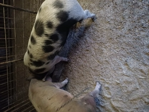 Vand porci 100 kg - imagine 5