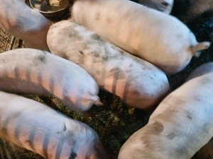 Vand porci 50-80 kg - imagine 2