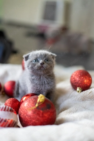 Pisoi British Blue - imagine 5