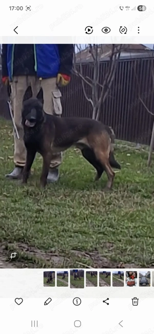 Ciobănesc belgian  - imagine 3