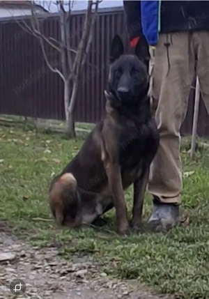 Ciobănesc belgian  - imagine 4