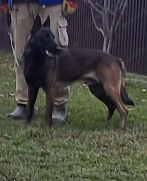 Ciobănesc belgian  - imagine 2