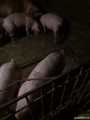 Purcei de vanzare  - imagine 3