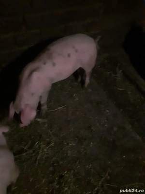 Purcei de vanzare  - imagine 2