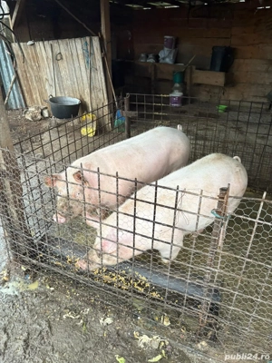 Porci de vanzare 