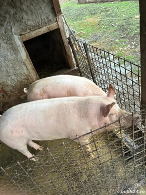 Porci de vanzare  - imagine 2