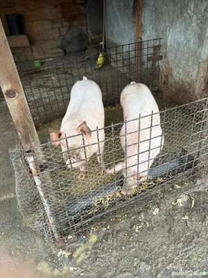 Porci de vanzare  - imagine 3
