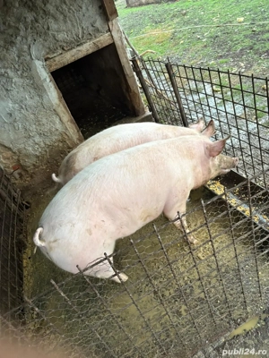 Porci de vanzare  - imagine 4