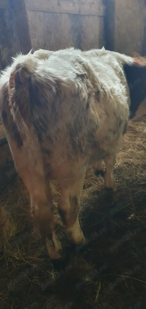 Vitei de vanzare !!!