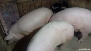 animale domestice - imagine 2