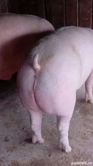 animale domestice - imagine 3