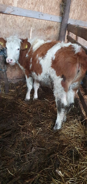 Vitei de vanzare !!! - imagine 3