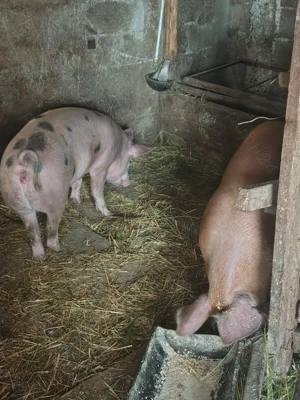 Vând porci - imagine 2