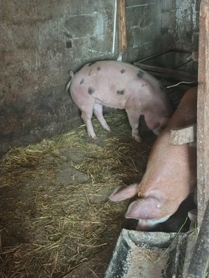 Vând porci - imagine 3