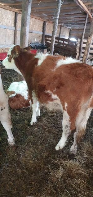 Vitei de vanzare !!! - imagine 4