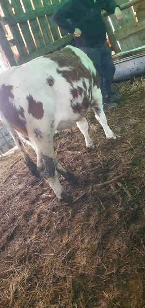 Vitei de vanzare !!! - imagine 5