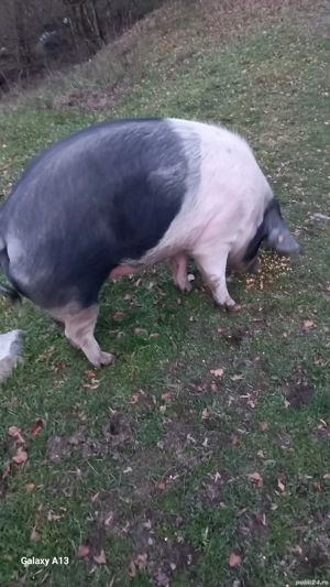 vînd porc Bazna - imagine 3