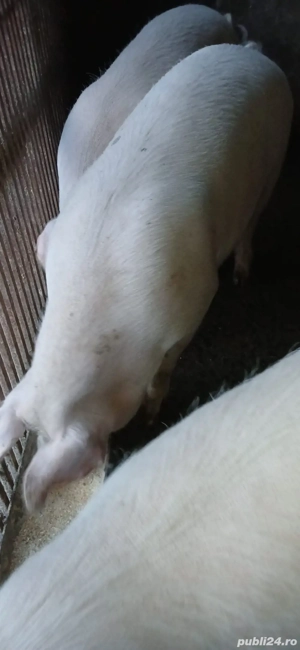 vand porc de carne - imagine 2