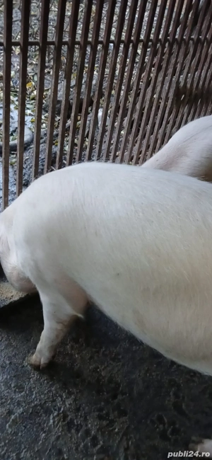 vand porc de carne - imagine 3