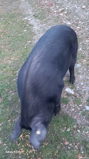 vînd un porc Bazna - imagine 4