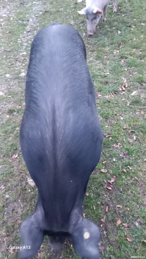 vînd un porc Bazna - imagine 3