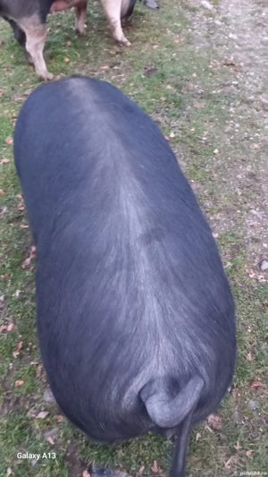 vînd un porc Bazna - imagine 2