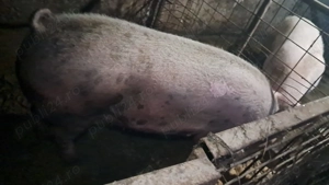 Porci de vanzare - imagine 4