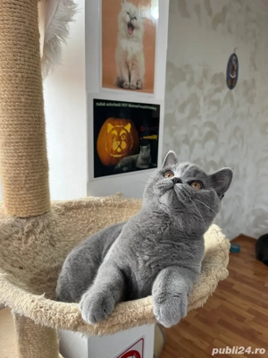 british shorthair 5 luni