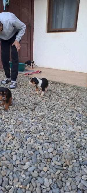 Disponibil 4 femele - imagine 4