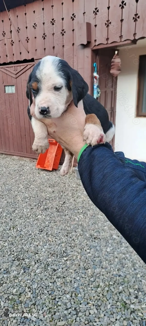 Disponibil 4 femele - imagine 3