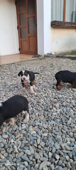 Disponibil 4 femele - imagine 2