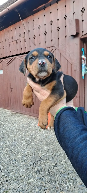 Disponibil 4 femele - imagine 5