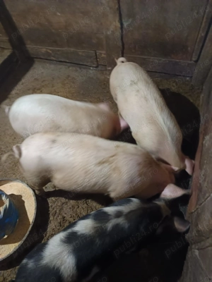 Porci de vânzare 