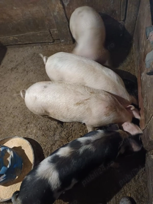 Porci de vânzare  - imagine 2