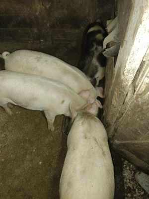 Porci de vânzare  - imagine 3