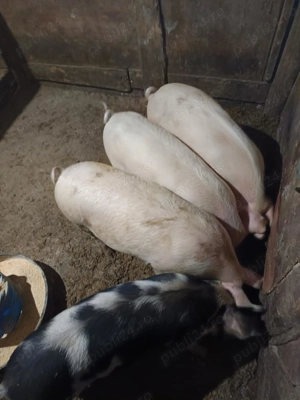 Porci de vânzare  - imagine 4