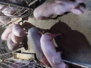 purcei de vinzare - imagine 3