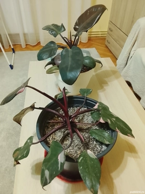 Philodendron Pink Princess si Black Cardinal plante adulte , de apartament 