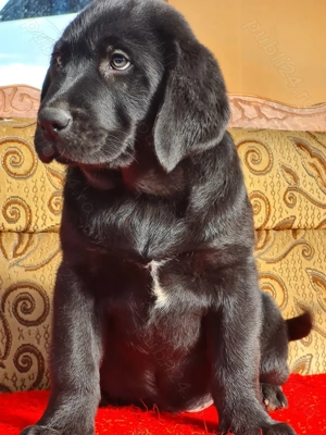 Labrador Retriever Negru Mascul,complet deparazitat și vaccinaț,disponibil imediatt