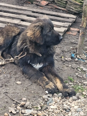 Vând mascul Ciobanesc Caucazian  - imagine 3