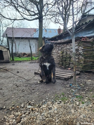 Vând mascul Ciobanesc Caucazian  - imagine 2