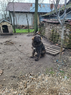 Vând mascul Ciobanesc Caucazian  - imagine 5