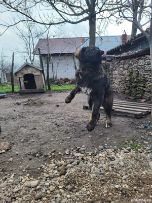 Vând mascul Ciobanesc Caucazian  - imagine 4