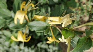 Mana Maicii Domnului 