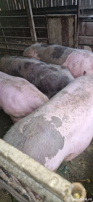 porci de vanzare - imagine 3