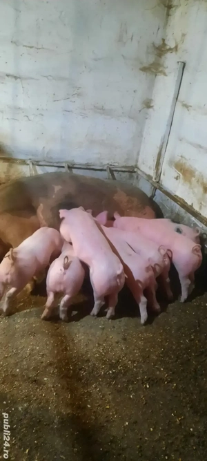 purcei de vanzare - imagine 2