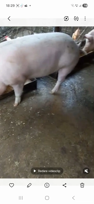 Vînd ce se vede - imagine 2